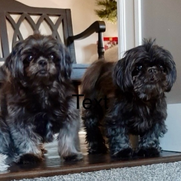 001 Quick List/Live Show Listing! - Picture 4 of 6